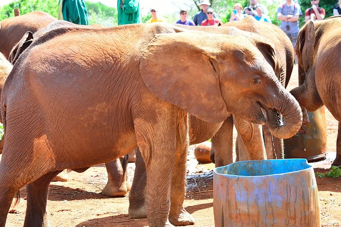 Nairobi national park and Giraffe center - The best fit for this Nairobi experience