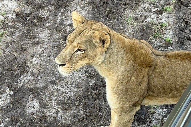 Nairobi National Park and Giraffe Center Daily Tours. - One hour at the Giraffe Centre