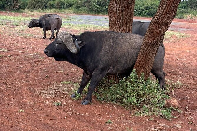Nairobi National Park and Giraffe Center Daily Tours. - Picking the right start time
