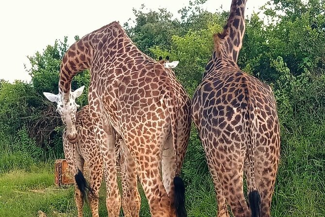 Nairobi National Park and Giraffe Center Daily Tours. - The guide can make or break the drive