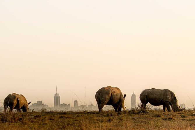 Nairobi National Park and Giraffe Center Day Tour - Why Nairobi National Park makes a strong first safari