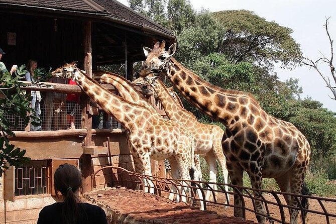 Nairobi National Park and Giraffe Center Day Tour - The guides and the human side of the day