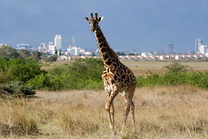 Nairobi National Park and Giraffe Center Day Tour - Five to six hours among lions, rhinos, and buffalo