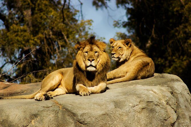 Nairobi National park And Giraffe Center: Free Wi-Fi Connection - Should you book Nairobi National Park and the Giraffe Centre?