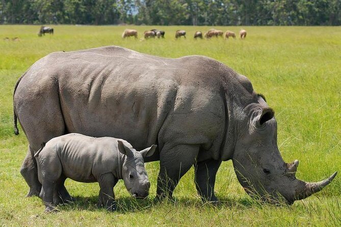 Nairobi National Park and Giraffe Center from Kenya with a Guide - The real price and what it includes