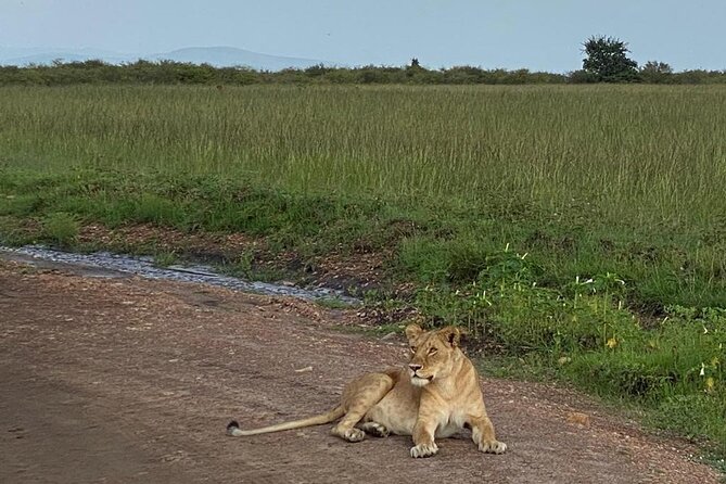 Nairobi national park and Giraffe center - The three-hour drive through Nairobi National Park