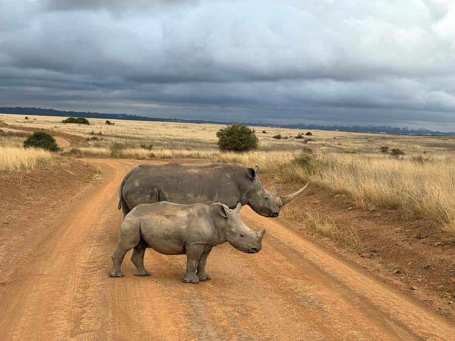 Nairobi National Park, Baby Elephant and Giraffe Centre Tour - Key points to know before booking