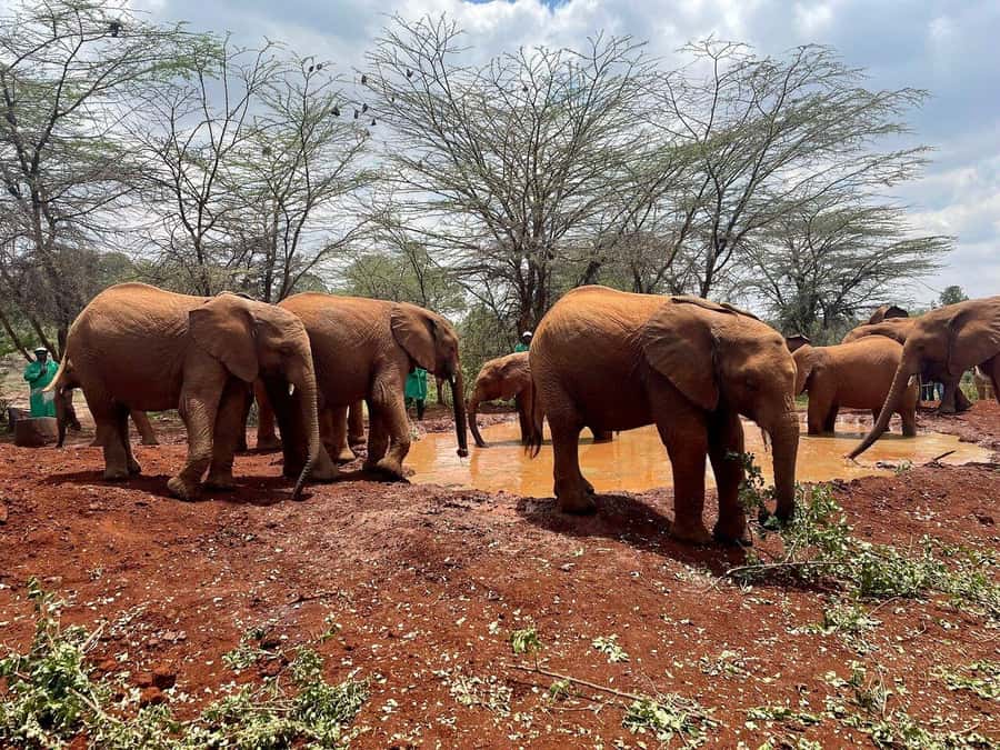 Nairobi National Park, Baby Elephant and Giraffe Centre Tour - Meeting orphaned elephants at Sheldrick
