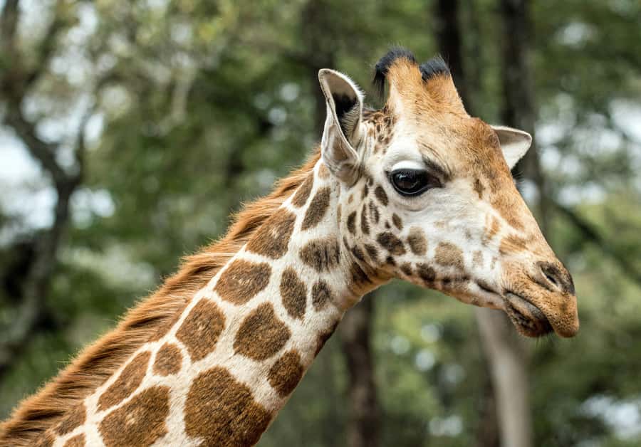 Nairobi National Park, Baby Elephant and Giraffe Centre Tour - What the $54 price really covers