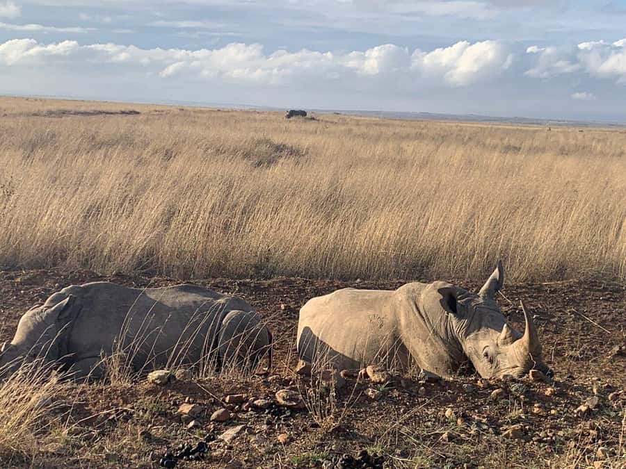 Nairobi National Park, Baby Elephant and Giraffe Centre Tour - Timing, transport, and comfort