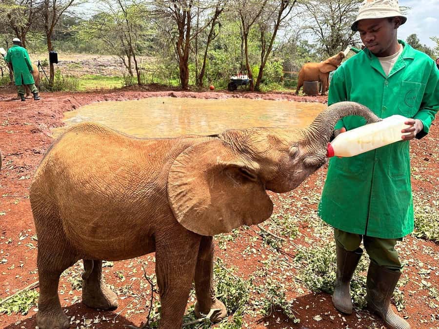 Nairobi National Park, Baby Elephant and Giraffe Centre Tour - Should you book this Nairobi tour?