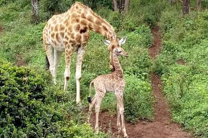 Nairobi: National park, baby Elephant, Giraffe center - Hand-feeding giraffes at the Giraffe Centre