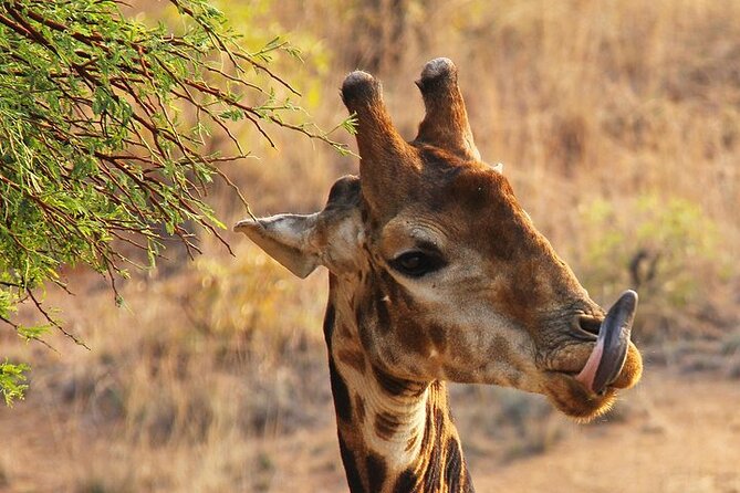 Nairobi: National park, baby Elephant, Giraffe center - What about the Karen Blixen Museum?