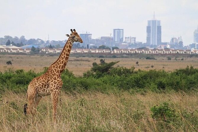 Nairobi: National park, baby Elephant, Giraffe center - Pickup, vehicles, and the risk of lost time