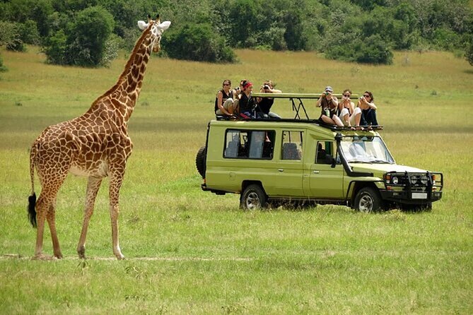 Nairobi: National park, baby Elephant, Giraffe center - The Sheldrick Wildlife Trust and its orphaned elephants