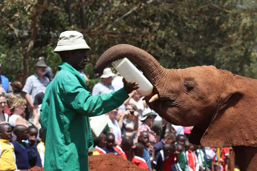 Nairobi: National Park, Baby Elephant & Giraffe Centre Tour - Key points to know before booking