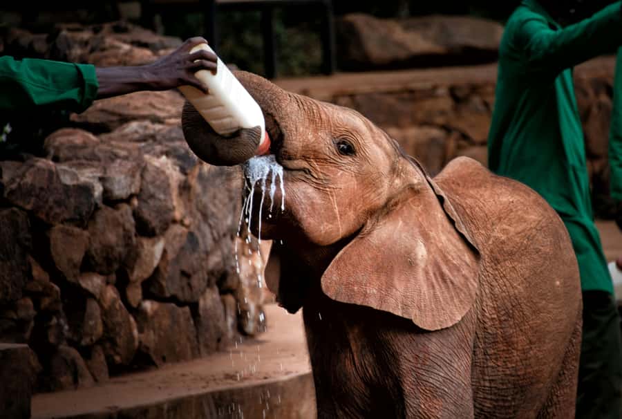 Nairobi: National Park, Baby Elephant & Giraffe Centre Tour - A wildlife day beside Nairobi’s skyline