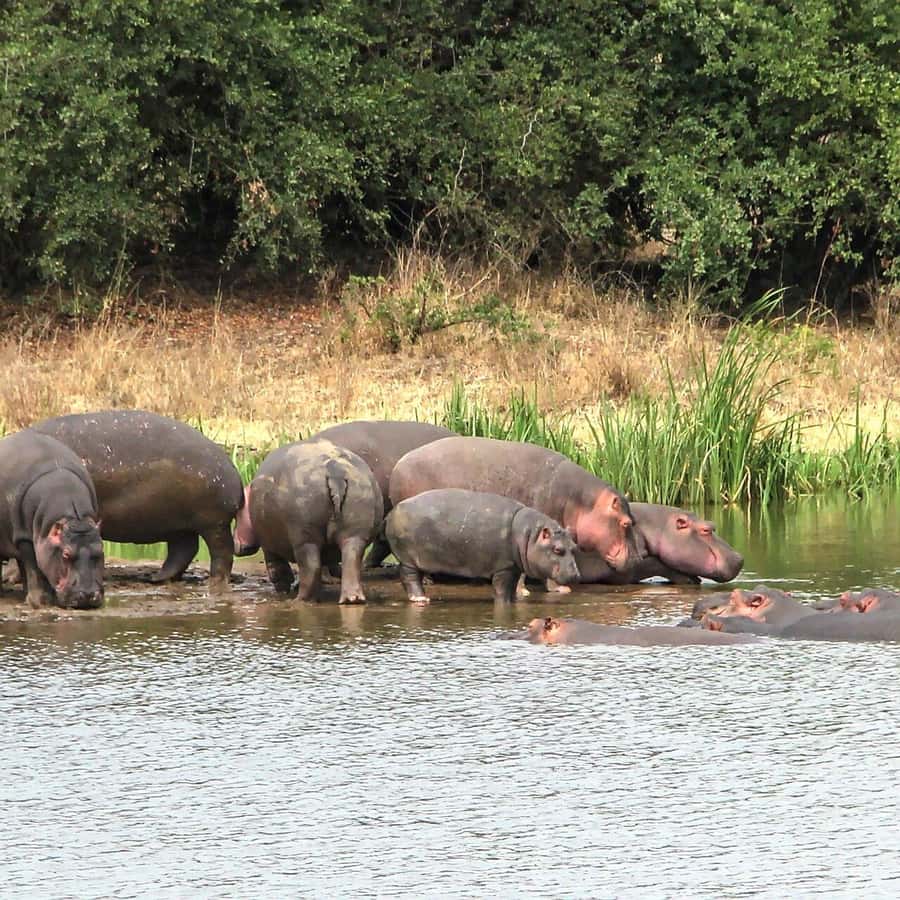 Nairobi: National Park, Baby Elephant & Giraffe Centre Tour - Lunch and the shape of the full day