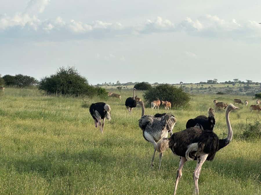 Nairobi: National Park, Baby Elephant & Giraffe Centre Tour - Transport and organization: the main concern