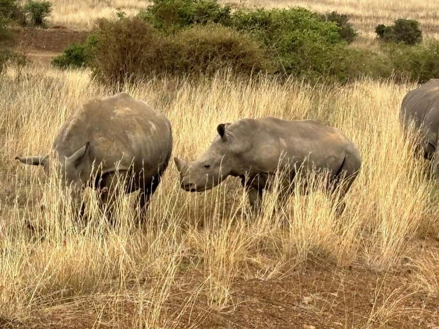 Nairobi: National Park, Baby Elephant & Giraffe Centre Tour - Is the $54 price good value?