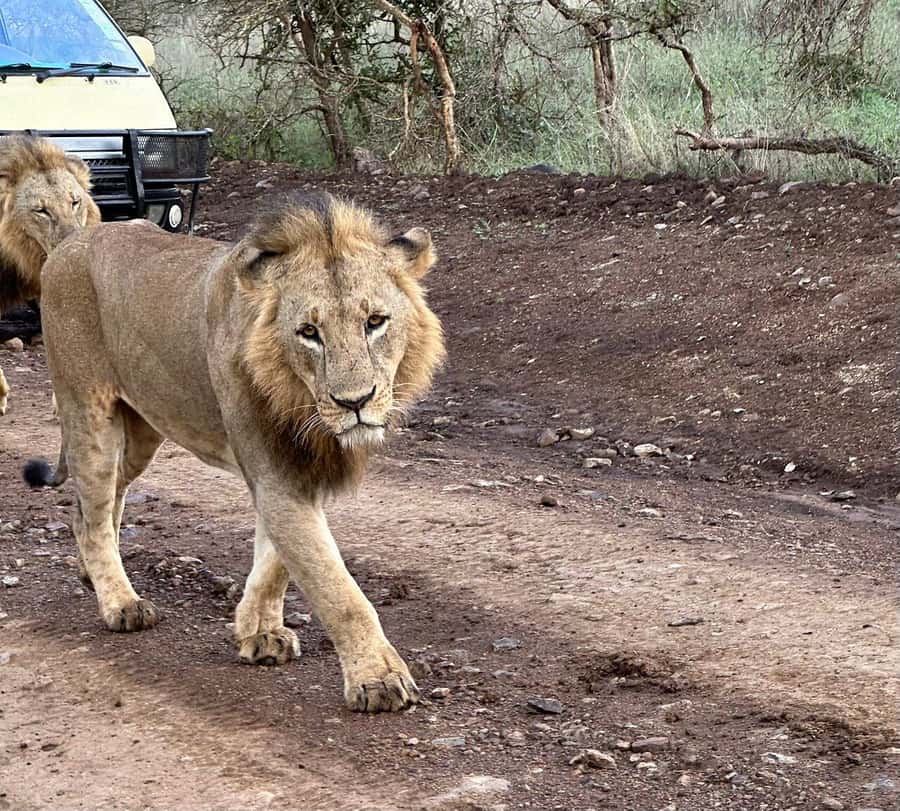 Nairobi: National Park, Baby Elephant & Giraffe Centre Tour - Who should book this Nairobi wildlife outing?