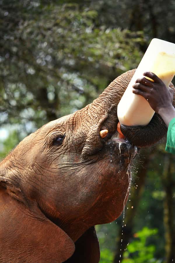 Nairobi: National Park, Baby Elephant & Giraffe Centre Tour - What the Nairobi National Park game drive is really like