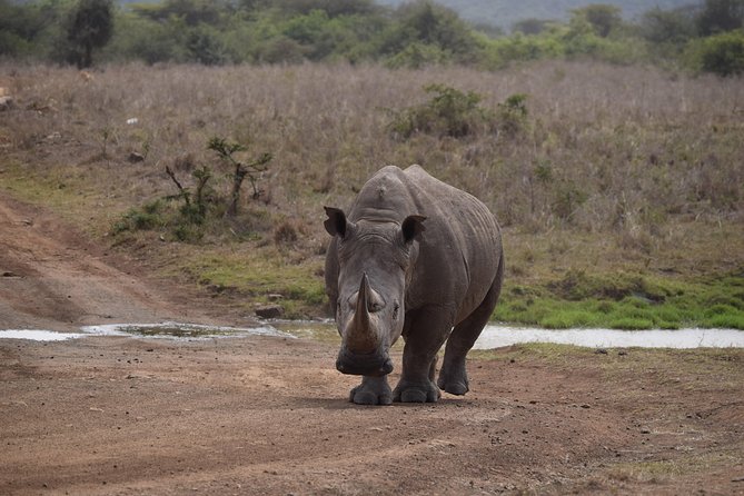 Nairobi National Park, Baby Elephant Orphanage and Giraffe Center - Pickup, timing, and the practical side of the day