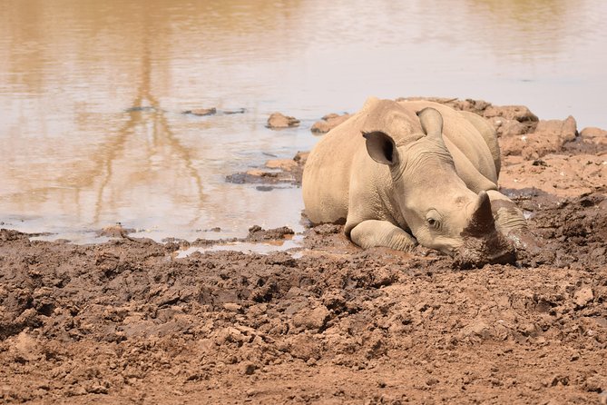 Nairobi National Park, Baby Elephant Orphanage and Giraffe Center - Should you book this Nairobi wildlife tour?