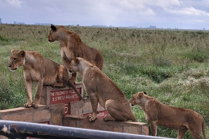 Nairobi National Park Daily Game drives. - Why this park works so well for a short Nairobi visit
