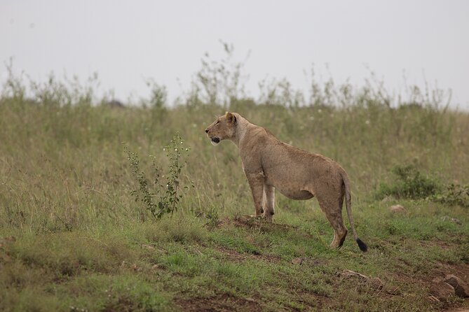 Nairobi National Park Day Tour - More Than a Vehicle Ride