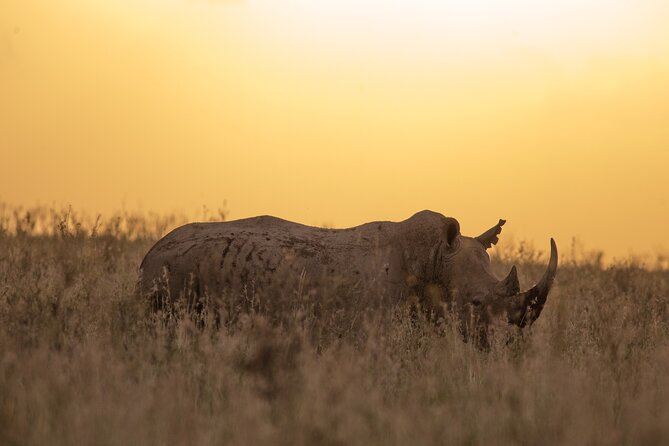 Nairobi National Park Day Tour - Who Will Get the Most From This Tour?