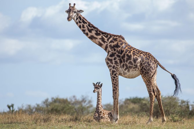 Nairobi National Park Day Tour - Booking Details and Cancellation