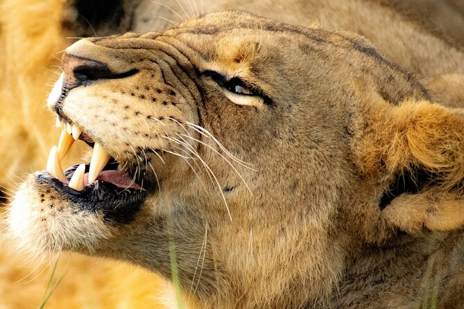 Nairobi National Park Early Morning or Afternoon Game Drive - What the morning or afternoon schedule means
