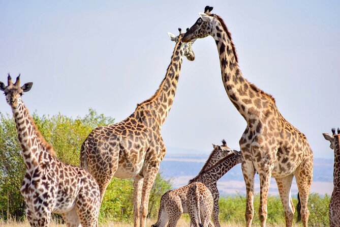 Nairobi National Park Early Morning or Afternoon Game Drive - What the $50 price really covers