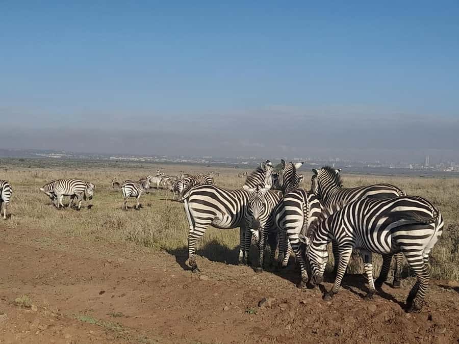 Nairobi: National Park Early Morning or Afternoon Game Drive - Morning or afternoon: choosing the better fit