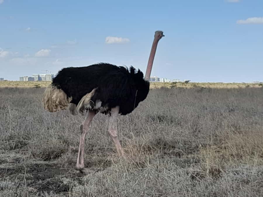 Nairobi: National Park Early Morning or Afternoon Game Drive - Who will get the most from this outing