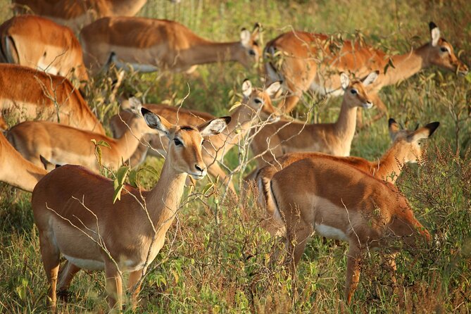 Nairobi: National Park Early Morning or Afternoon Game Drive - Pickup from hotels, neighborhoods, and the airport