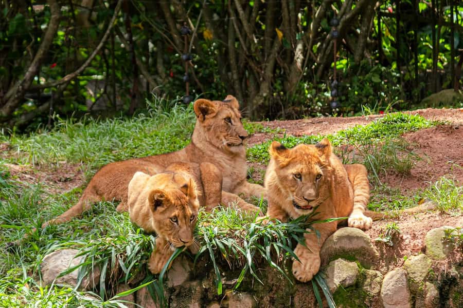 Nairobi: National Park Early Morning or Afternoon Tour - Nairobi National Park, a safari beside the capital