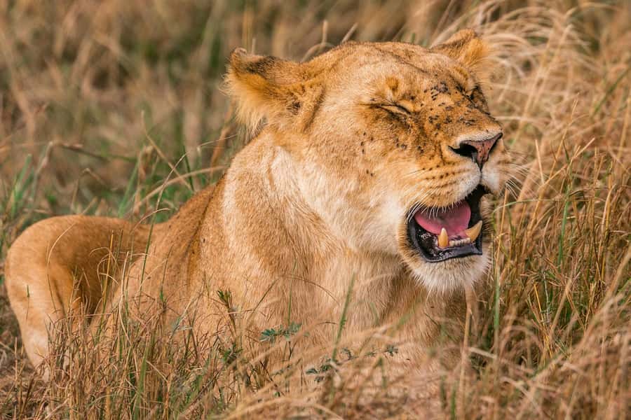 Nairobi: National Park Early Morning or Afternoon Tour - Lions, giraffes, zebras, buffaloes, and birds