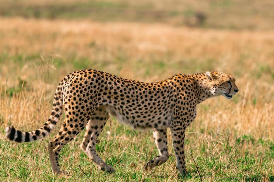Nairobi: National Park Early Morning or Afternoon Tour - Price, park fees, and what is actually included