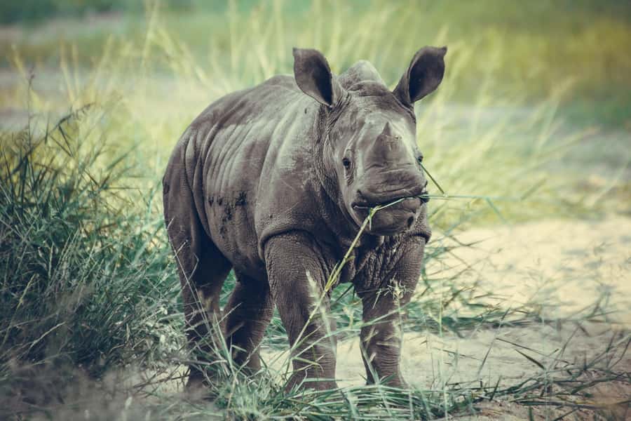Nairobi: National Park Early Morning or Afternoon Tour - Should you book the Nairobi National Park tour?
