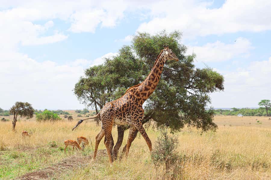 Nairobi National Park: & Elephant Orphanage 4X4 Jeep Tour - Key points at a glance