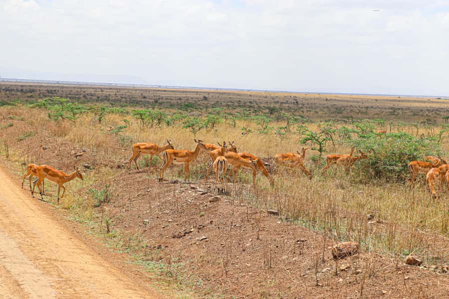 Nairobi National Park: & Elephant Orphanage 4X4 Jeep Tour - Why Nairobi National Park feels different