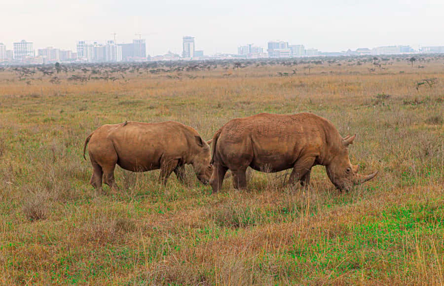 Nairobi National Park: & Elephant Orphanage 4X4 Jeep Tour - At the gate: waiting time and first animal sightings