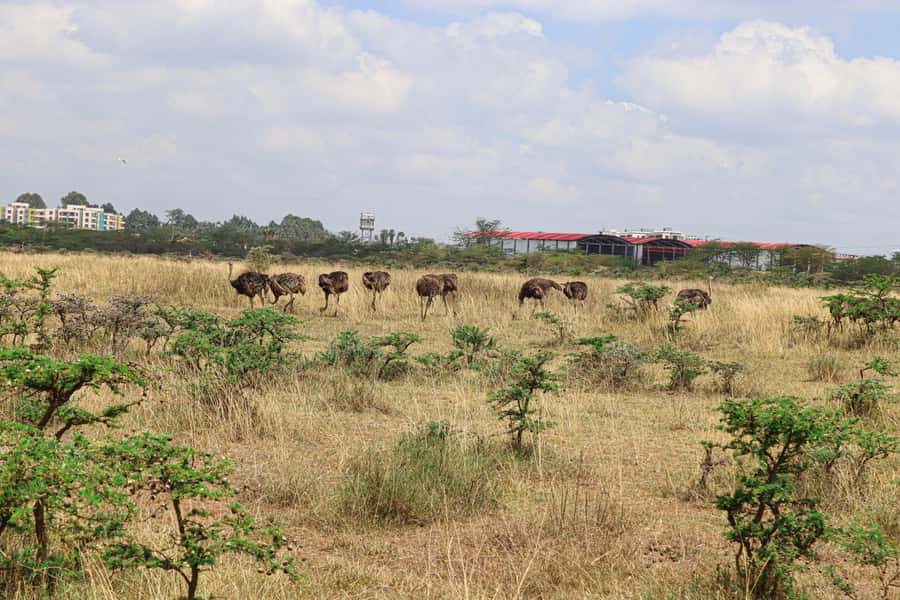 Nairobi National Park: & Elephant Orphanage 4X4 Jeep Tour - Four-wheel-drive viewing inside the park