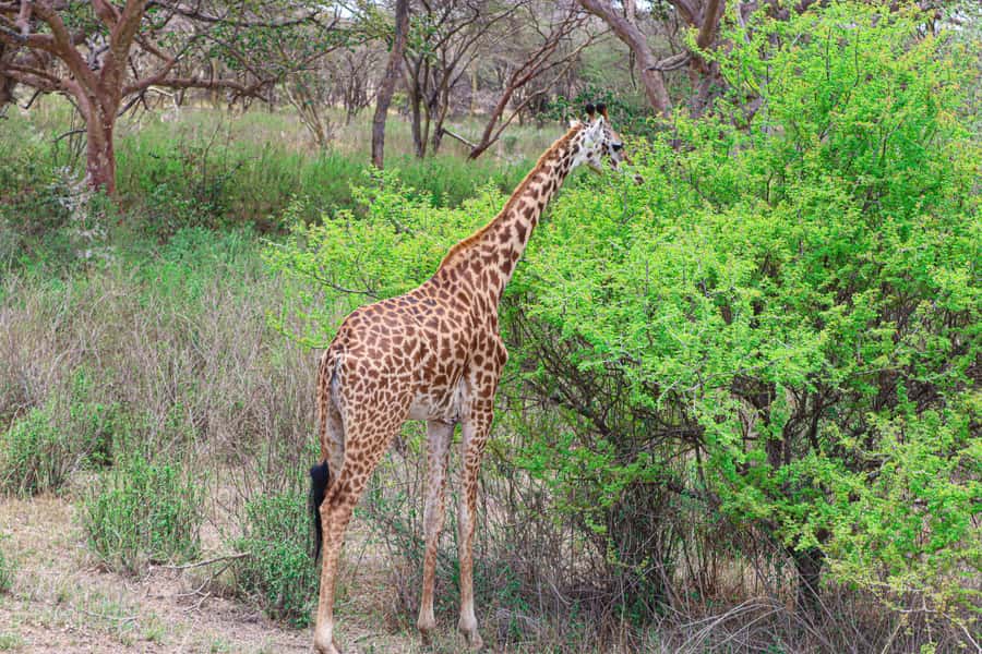 Nairobi National Park: & Elephant Orphanage 4X4 Jeep Tour - The ivory monument and Nairobi’s unusual backdrop