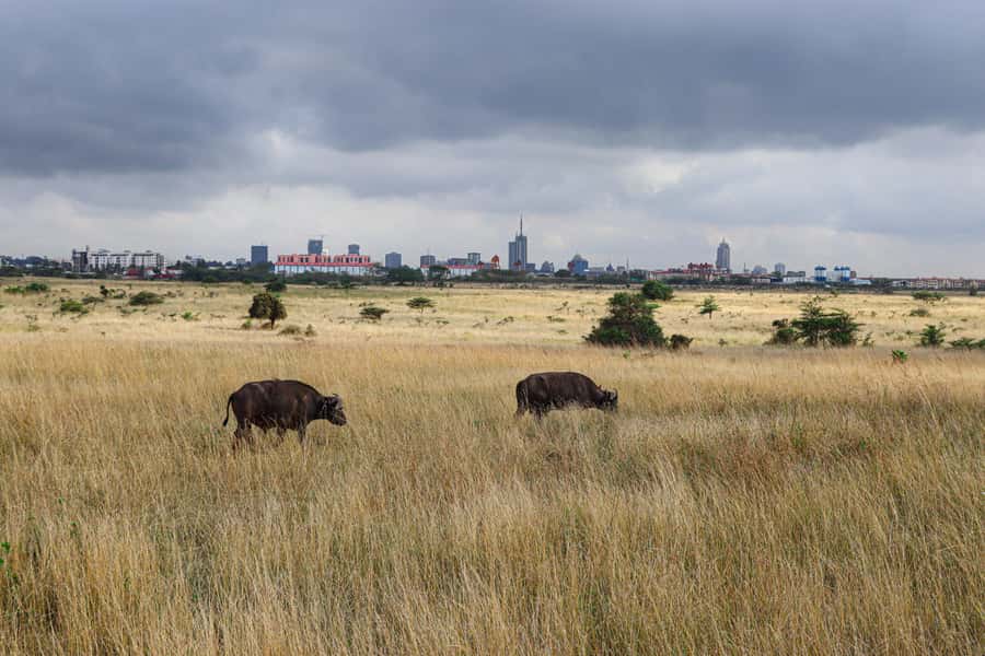 Nairobi National Park: & Elephant Orphanage 4X4 Jeep Tour - How the elephant orphanage fits into the day