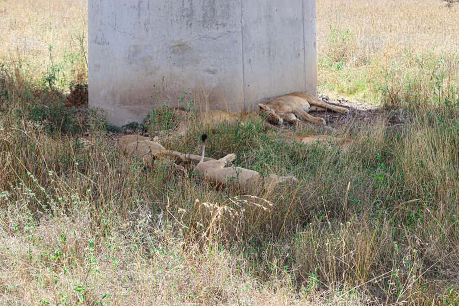Nairobi National Park: & Elephant Orphanage 4X4 Jeep Tour - Timing, stops, and the real length of the outing