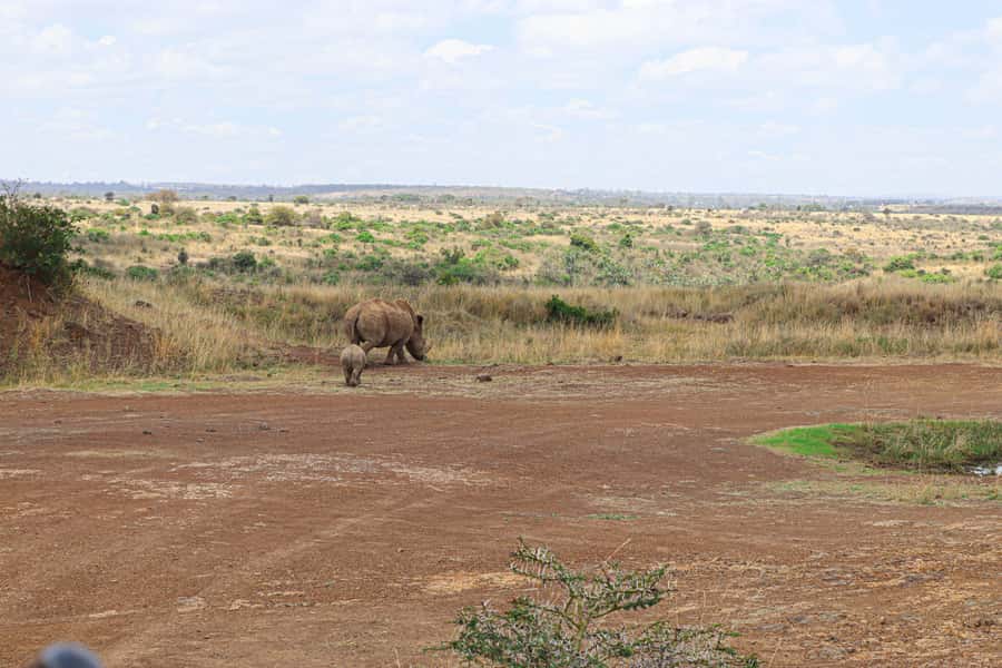 Nairobi National Park: & Elephant Orphanage 4X4 Jeep Tour - Who will enjoy this tour most