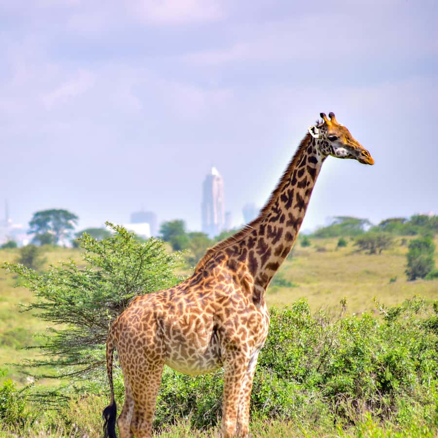 Nairobi National Park: & Elephant Orphanage 4X4 Jeep Tour - The early hotel pickup and ride to the park